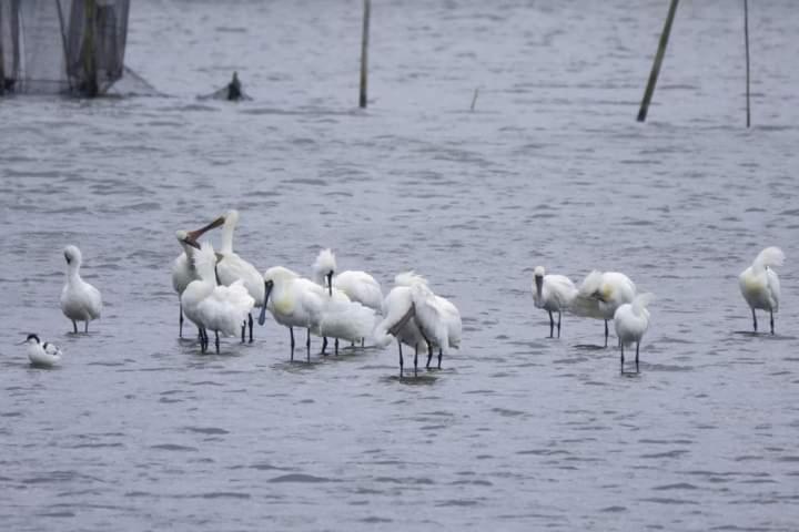 Appartement Water Bird Family à Toucheng Extérieur photo